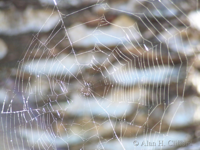 Spider&rsquo;s web in the Wrigley memorial gardens