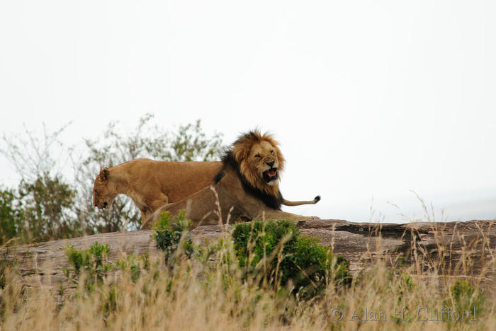 Snarling lion with lioness