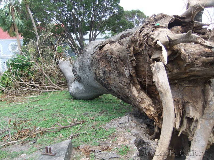 Sandbox tree at St. Mary&rsquo;s after Hurricane Tomas