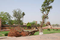 Broken tree at Itimad-ud-Daulah&rsquo;s tomb