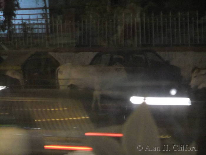 Cow on Mirza Ismail Road, seen through a restaurant window
