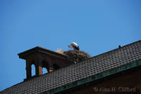 Stork and nest, Parc de l&rsquo;Orangerie, Strasbourg
