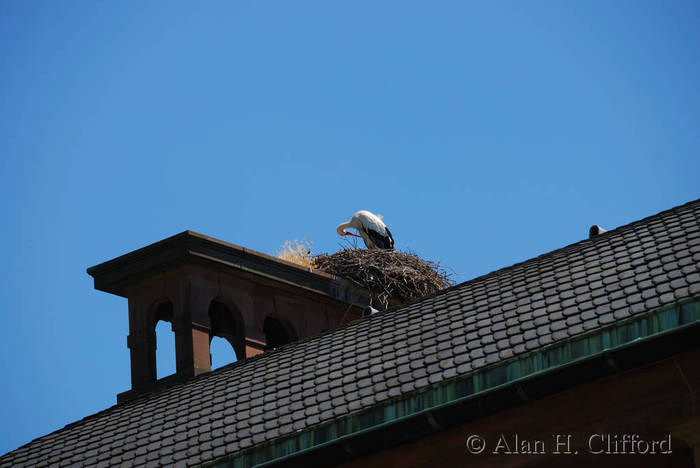 Stork and nest, Parc de l&rsquo;Orangerie, Strasbourg