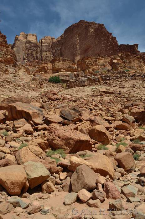 Tree near Lawrence&rsquo;s Spring
