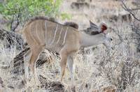 Young greater kudu