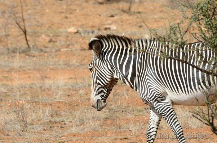 Grevy&rsquo;s zebra