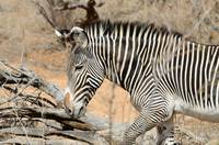 Grevy&rsquo;s zebra