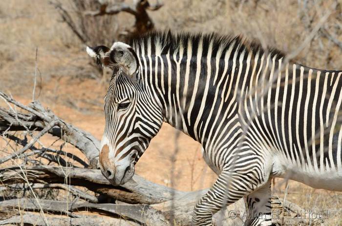 Grevy&rsquo;s zebra