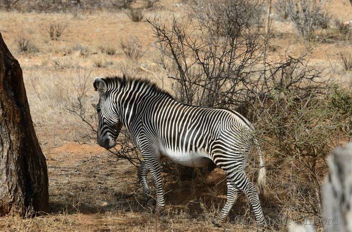 Grevy&rsquo;s zebra