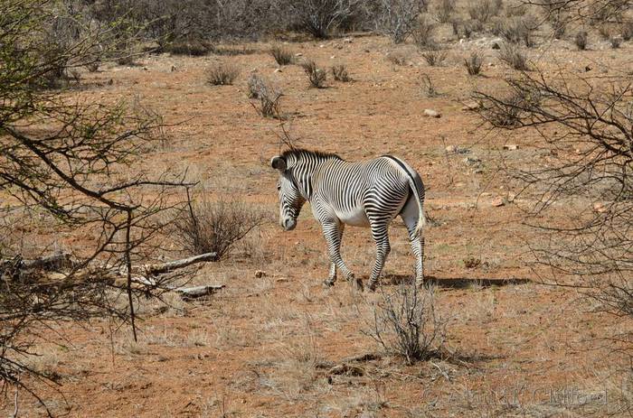 Grevy&rsquo;s zebra