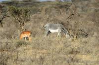 Grevy&rsquo;s zebra and impala