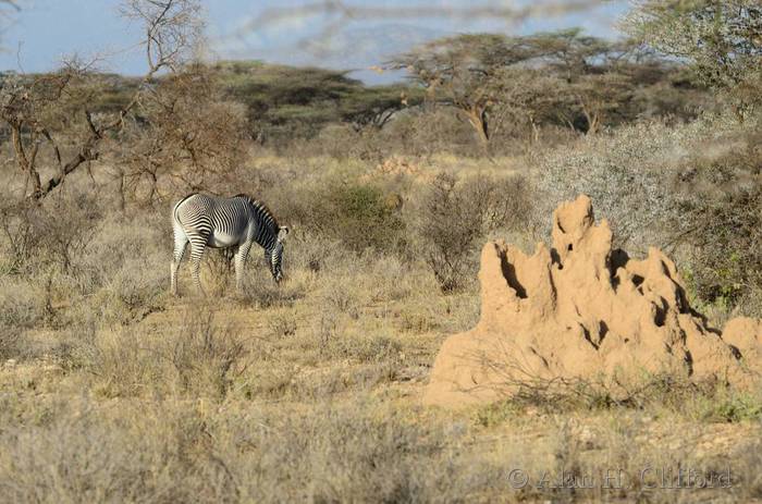 Grevy&rsquo;s zebra and termite mound