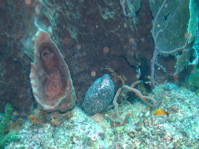 Spotted Moray