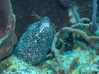 Spotted Moray