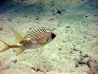 Squirrelfish