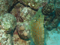 Scrawled Filefish