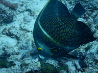 French Angelfish