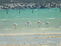 Flamingos